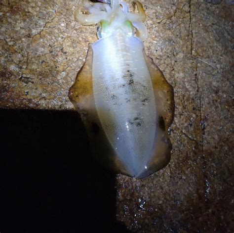 マズマズ 兵庫県瀬戸内海側 明石東部 エギング アオリイカ 陸っぱり 釣り・魚釣り 釣果情報サイト カンパリ