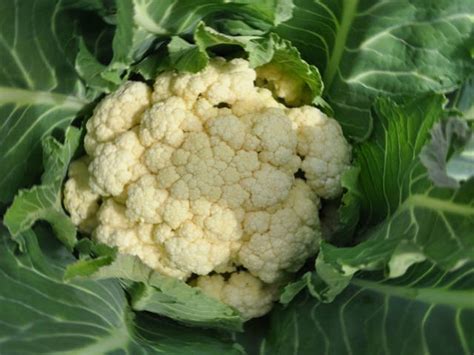 5 Growing Cauliflower How To Grow Cauliflower Step By Step Ideas