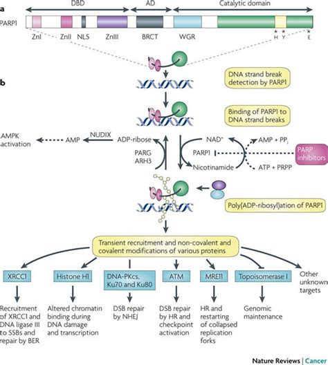 Structural And Functional Characteristics Of Parp 1 Download