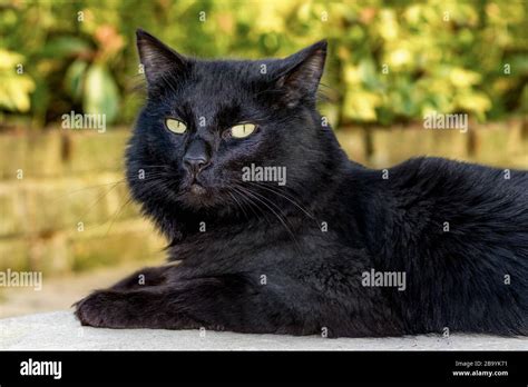 Black Norwegian Forest Cat Hi Res Stock Photography And Images Alamy