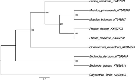 Molecular Phylogenetic Tree Of Eight Species Of Lauraceae Based On