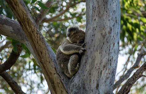 UNE Helping To Conserve NSW Koalas As Climate Change Threatens Habitats