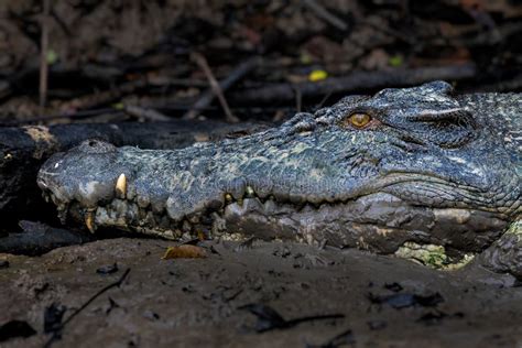 Salt-water Crocodile, Large Dangerous Crocodile from Australian and ...