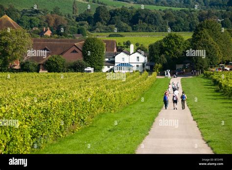 Denbies Wine Estate, Dorking, Surrey, UK Stock Photo - Alamy