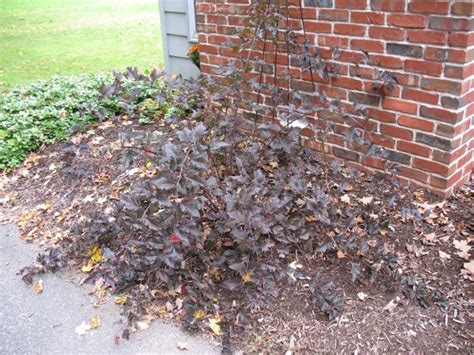 Physocarpus Opulifolius ‘monlo Diabolo Ninebark Growth Habit Sandy