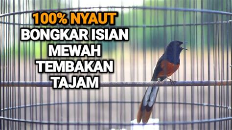 Pancingan PAGI HARI Murai Batu 100 Efektif Bikin TERSULUT EMOSI