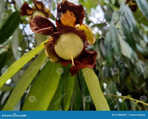 Mesua Ferrea Ceylon Ironwood Indian Rose Chestnut Cobra Saffron