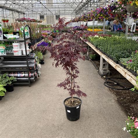 Bloodgood Japanese Maple Trees Shrubs Anything Grows