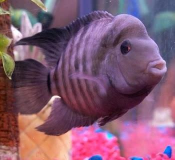 Convict Cichlid (Amatitlania Nigrofasciata): Convict Cichlid Tankmates ...