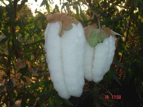 Ткани. Хлопок. Часть 2. Виды, сорта и свойства. : color_harmony ...