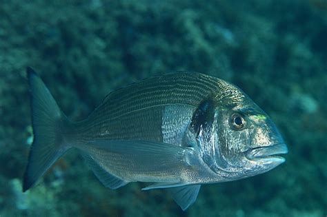 Dorade Au Leurre Souple Comment Et Où La Pêcher