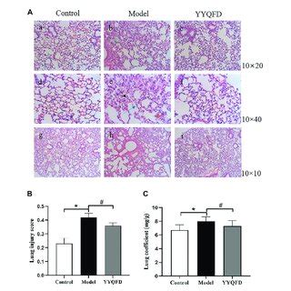 Histopathological Changes Of Lung Tissues A Pulmonary Tissue Slices