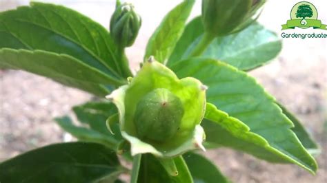 Hibiscus Pollination And Seed Collecting Part 2 Gardengraduate🌸 Youtube