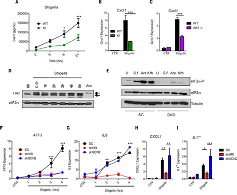 The Heme Regulated Inhibitor Is A Cytosolic Sensor Of Protein