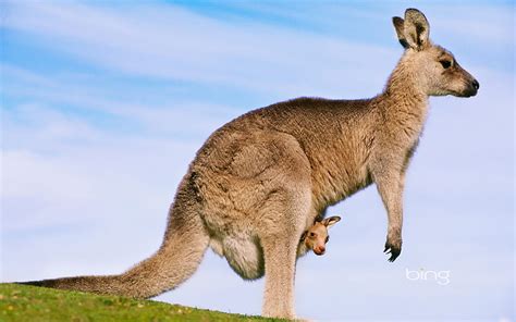 Kangaroo Mother With Kid. Australia animals, Kangaroo, Funny animals HD ...