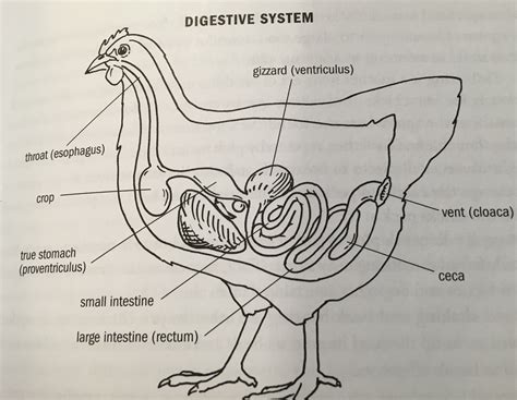 Anatomy Of Hen