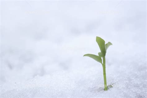 雪から芽吹く 写真素材 717214 フォトライブラリー Photolibrary