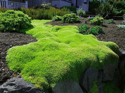 Types Of Ground Cover Moss Ground Cover Crossword