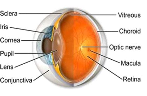 Iris Eye Anatomy - ANATOMY