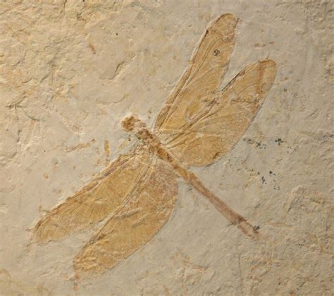 Meganeuropsis Permiana Fossil