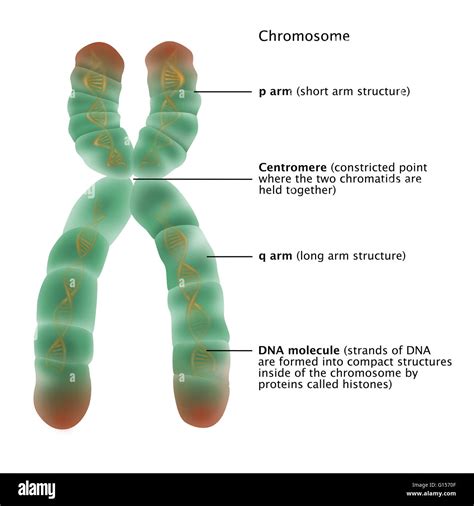 Illustration Of The Detailed Structure Of A Chromosome The P Arm