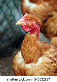 Poultry Naked Neck Pullet Hen Stock Photo 548632927 Shutterstock