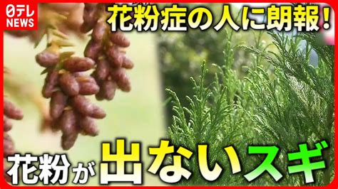 【開発】花粉の飛散1％以下！少＆無花粉スギで花粉症解消へ 宮城 Nnnセレクション Youtube