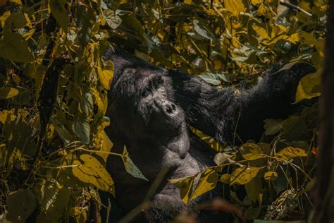 Gorilla Trekking Uganda - Everything You Need To Know