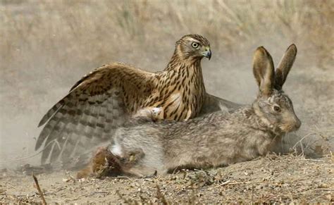 Eagle striking a rabbit | Caravanistan