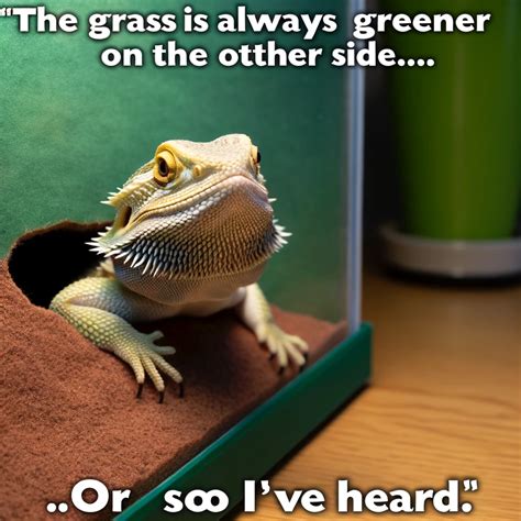 27 Hilarious Bearded Dragon Memes To Brighten Your Day 🦎😂