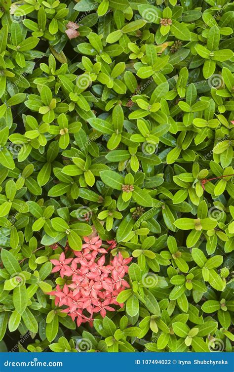 Piccole Foglie Verdi Fresche Di Una Pianta Tropicale Con I Fiori Rosa