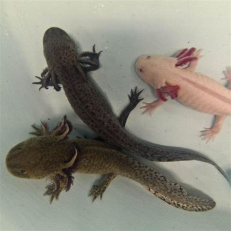 Mexican axolotl salamander dubbed the 'water monster' faces extinction ...