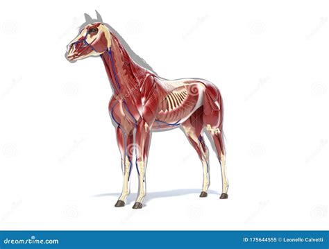 Horse Muscular Anatomy