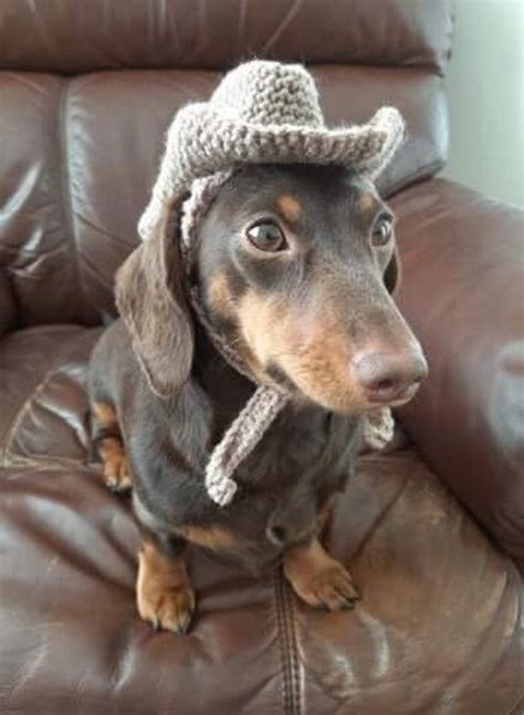 Cowboy/cowgirl Dog Hat. Western Dog Hat. American Dog Hat. Dachshund ...