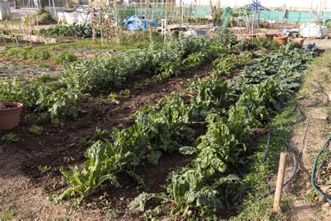 Castell Arranca La Campa A De Formaci N En Agroecolog A En Los Huertos