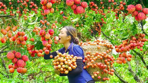 Harvest Lychee Fruit Goes To The Market Sell Make Stir Fried