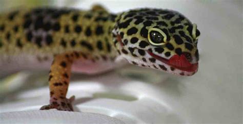 Guide to Leopard Gecko Morphs - Leopard Gecko Tips