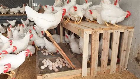 Guía completa Cómo construir un gallinero casero grande paso a paso