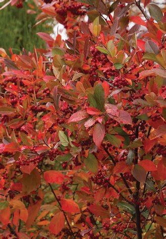 Chokeberry Red Aronia Arbutifolia Brilliantissima Winnetka