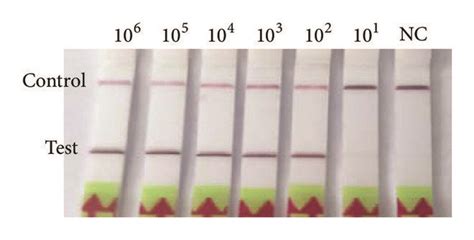 Evaluation Of The Sensitivity Of PCV2 RPA LFD Assay A In The Lateral