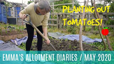 EMMA S ALLOTMENT DIARIES PLANTING OUT TOMATOES MAY 2020 YouTube