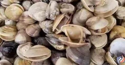 Clams Seafood Benefits 7 Best Edible Clams