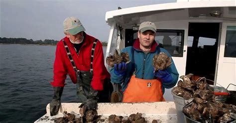 Earth Focus Chesapeake Can Oysters Save The Bay Pbs