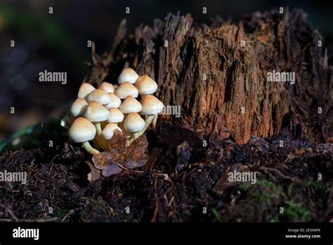 Ancient Fungi Immagini E Fotografie Stock Ad Alta Risoluzione Alamy