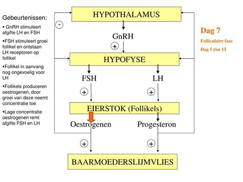 Ppt Hormonale Regeling Powerpoint Presentation Free Download Id