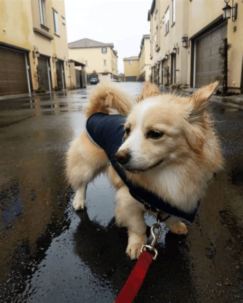 CorgiPom Puppies: Corgi Pomeranian Mix - Squat And Spunky And Full Of ...