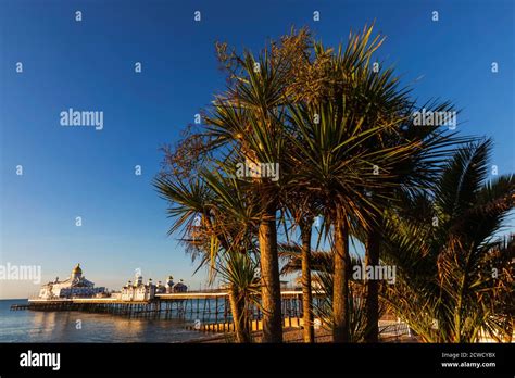 England East Sussex Eastbourne Eastbourne Beach And Pier With Palm