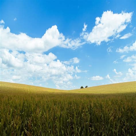 Premium Photo | Corn tree with very beautiful flowers