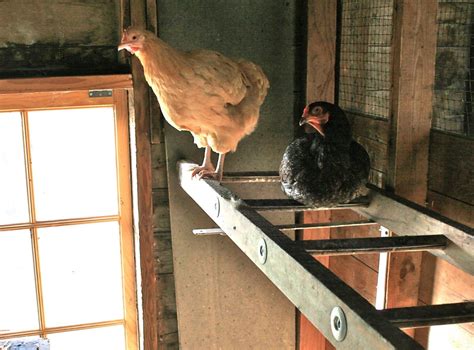 Wooden Ladder Repurposed Into Chicken Roost I Have A Couple And Considering Using Them This