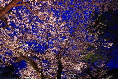 Parque De Chidorigafuchi Con Flor De Cerezo De Primavera Sakura En La